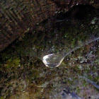 spiderweb holding rainwater