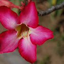 Desert Rose