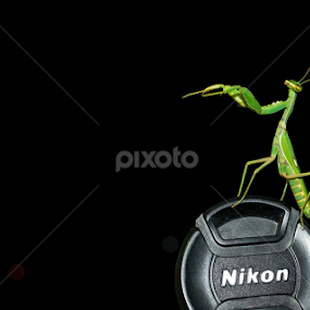 by Himanshu Maya - Animals Other