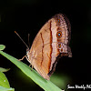 Dark Brand Bush Brown Butterfly