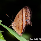 Dark Brand Bush Brown Butterfly