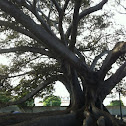 Moreton bay fig tree