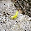 Definite-Marked Tussock Moth caterpillar