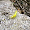 Definite-Marked Tussock Moth caterpillar