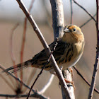 LeConte's Sparrow