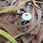 small parasol mushrooms