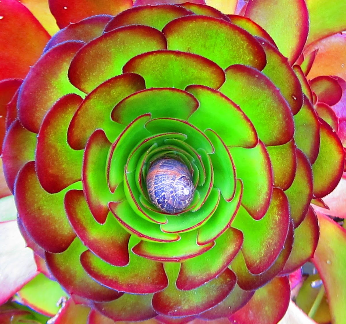 Garden Snail in center of Aeonium Succulent