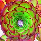 Garden Snail in center of Aeonium Succulent