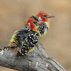 Red -and-yellow Barbet