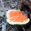 Sulphur Shelf Fungus Laetiporus sulphureus