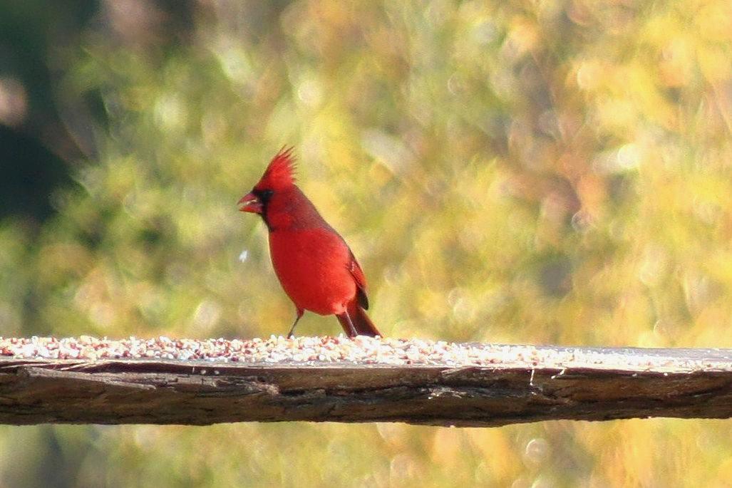 Cardinal (male)