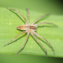 nursery web spider? (juvenile)