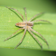 nursery web spider? (juvenile)