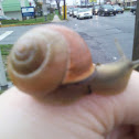 Grove Snail