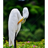 Garciosa by Junior Quintaes -  