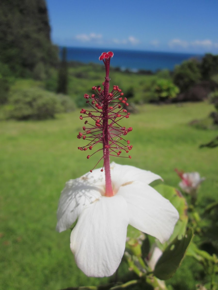 White Kauai Rosemallow (Pua Aloa)