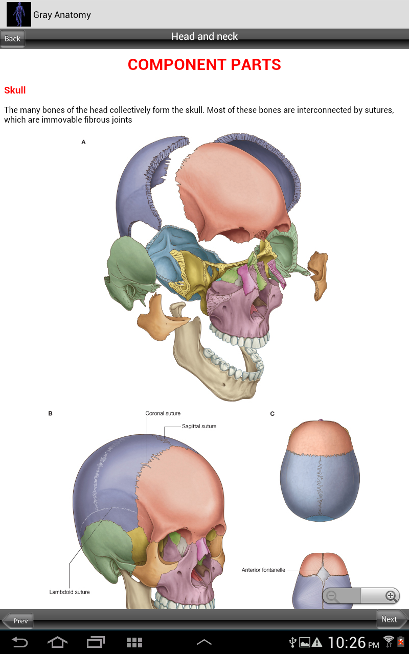 Grays Human Anatomy Screen 1