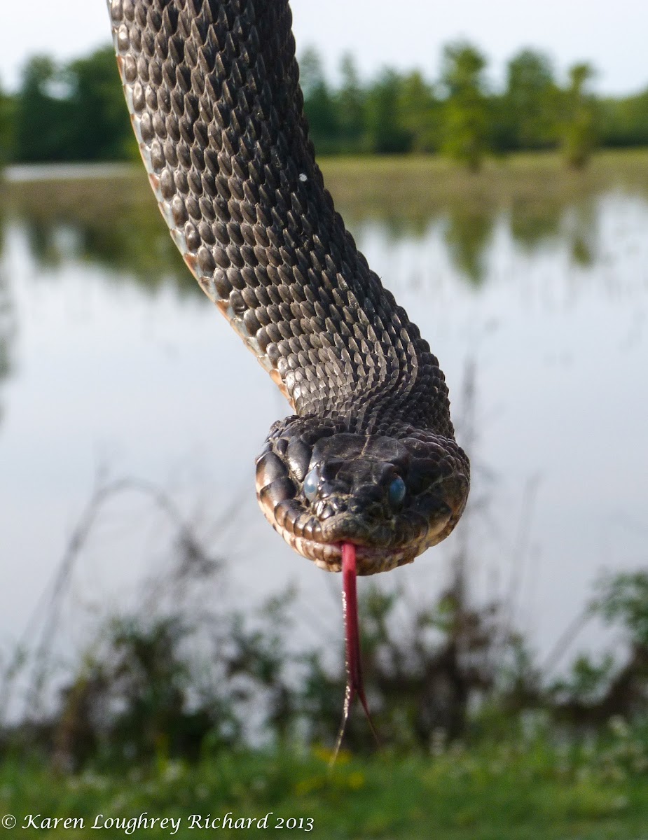 Plain bellied watersnake (yellow/copperbelly integrade)