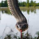 Plain bellied watersnake (yellow/copperbelly integrade)