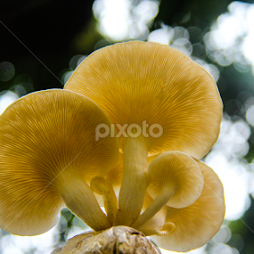My White Umbrellas  by Shadat Hossain - Nature Up Close Mushrooms & Fungi