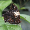 Jazzy Leafwing