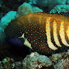 Peacock grouper