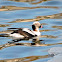 Long-tailed Duck (male)