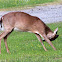 White-tailed Deer