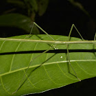 Winged Stick Insect, Phasmid - Male