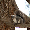 western grey squirrel