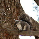 western grey squirrel