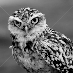 Burrowing Owl by Ralph Harvey - Black & White Animals