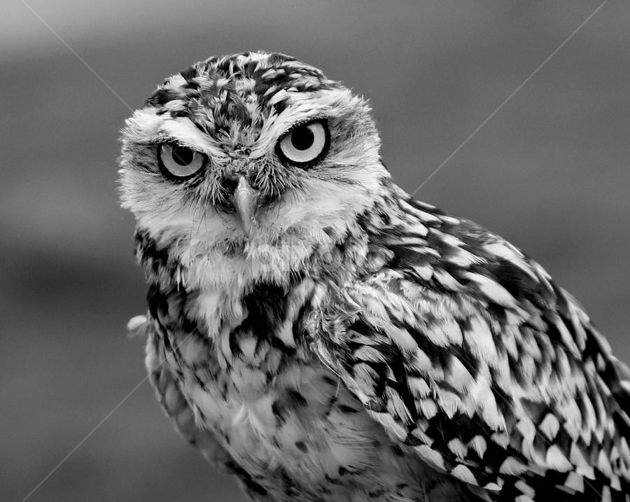 Burrowing Owl by Ralph Harvey - Black & White Animals
