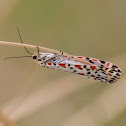 Heliotrope or Salt & Pepper Moth