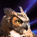 Bubo Bubo application