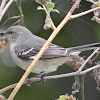 Northern Mockingbird