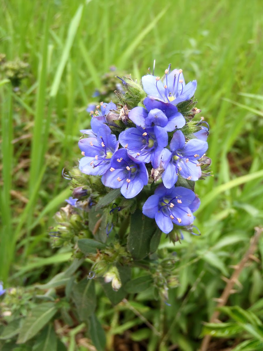 Blue flower. Flor azul