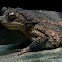 Puerto Rican Crested Toad