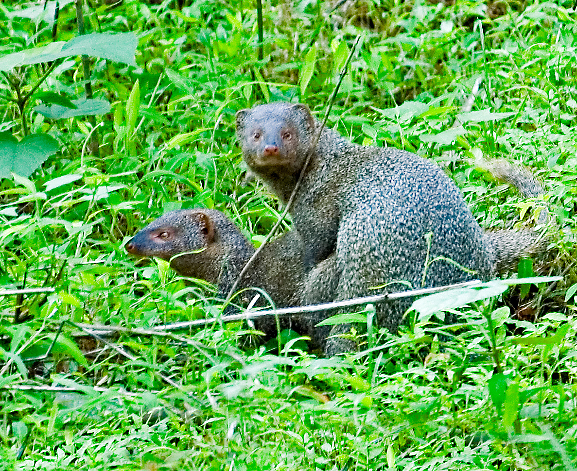 indian gray mongoose