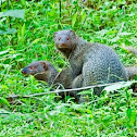indian gray mongoose