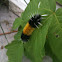 Spotted Tussock Moth Caterpillar