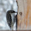 Brown Creeper