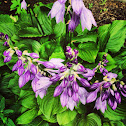 Purple Flowering Hostas