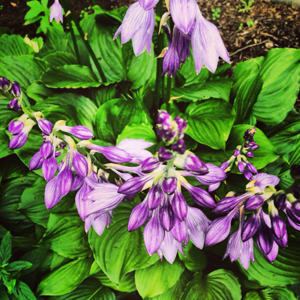 Purple Flowering Hostas Project Noah