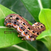 Cluster Caterpillar (Penultimate instar)