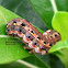 Cluster Caterpillar (Penultimate instar)