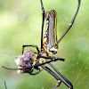 Golden Orb Weaving spider (Female)