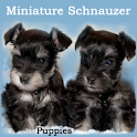 Miniature Schnauzer Puppies logo