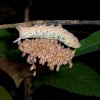 Parasited Sphinx moth
