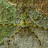 Lichen spider